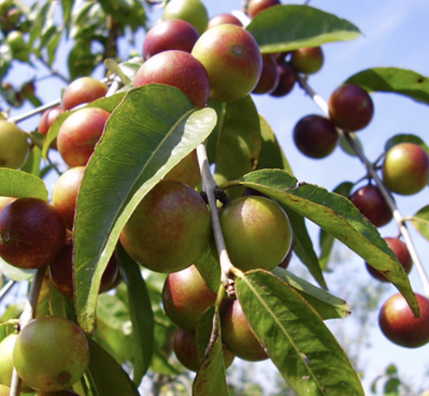 Nature's Vitamin C - 90 Capsules